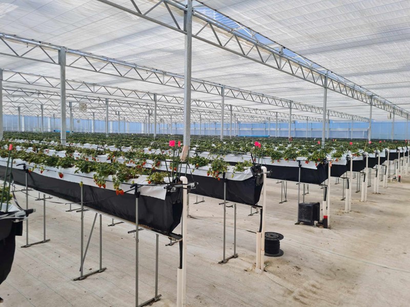 Hydroponic Strawberry Farm
