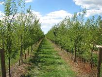 Water Take Consent orchard