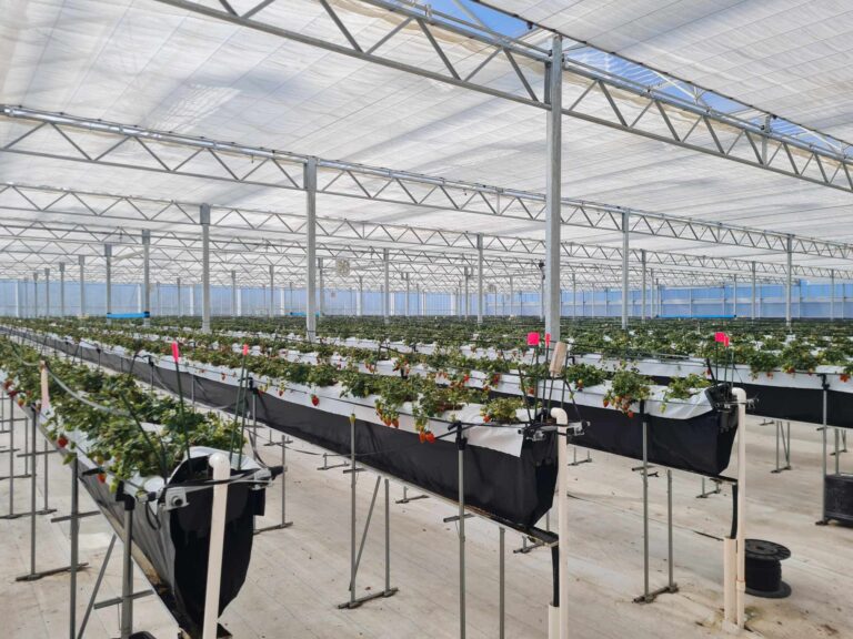 Cheal - Rural Planning Consultants - Strawberry Farm